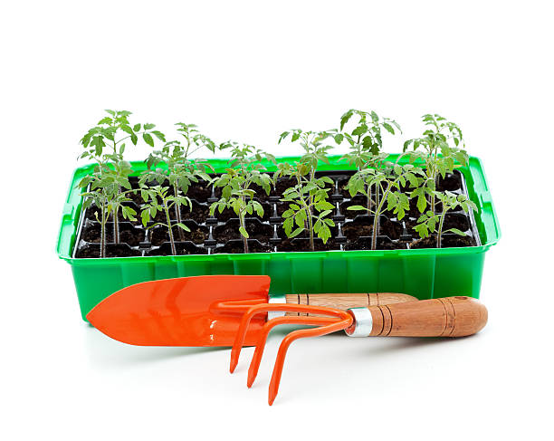istock Seedlings in germination tray with gardening tools 507713598
