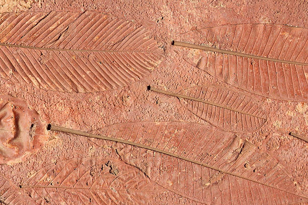 istock marks of leaf on the concrete pavement. 507714198