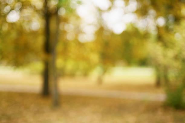 istock blurred bokeh background of autumn park 507714234