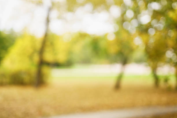 istock blurred bokeh background of autumn park 507714272