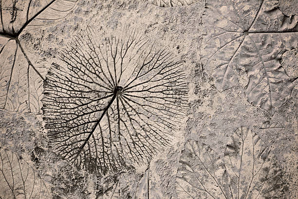 マークの葉のコンクリートの敷石 - fossil leaves ストックフォトと画像