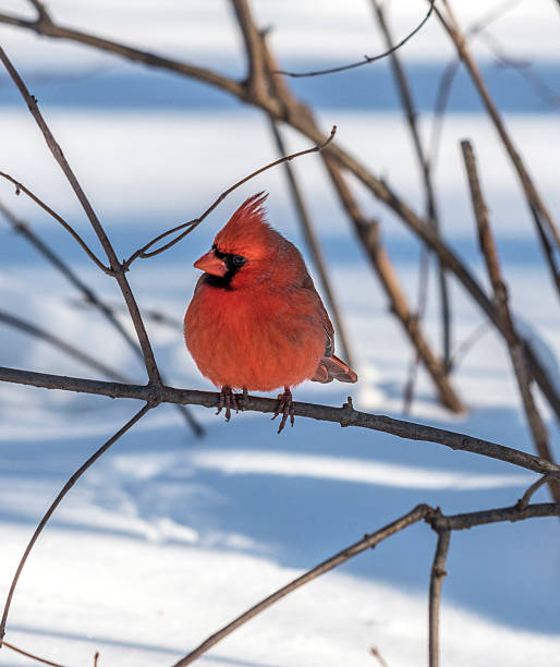 istock northern cardinal,Cardinalis cardinalis 507714588
