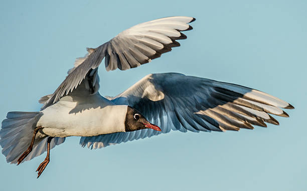 gabbiano comune in volo - common black headed gull foto e immagini stock