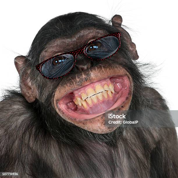 Photo libre de droit de Gros Plan De Mixed Race Entre Le Chimpanzé Et Singe Souriant Chimpanzé Pygmée banque d'images et plus d'images libres de droit de Sourire