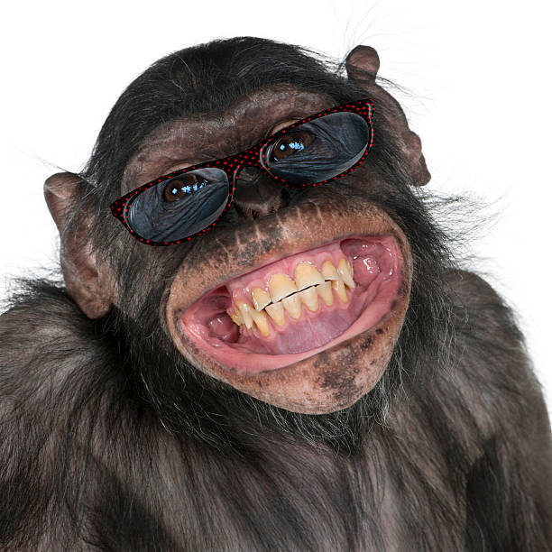 Satire indkomst pendul 780+ Monkey Wearing Glasses Stock Photos, Pictures & Royalty-Free Images -  iStock | Animal wearing glasses