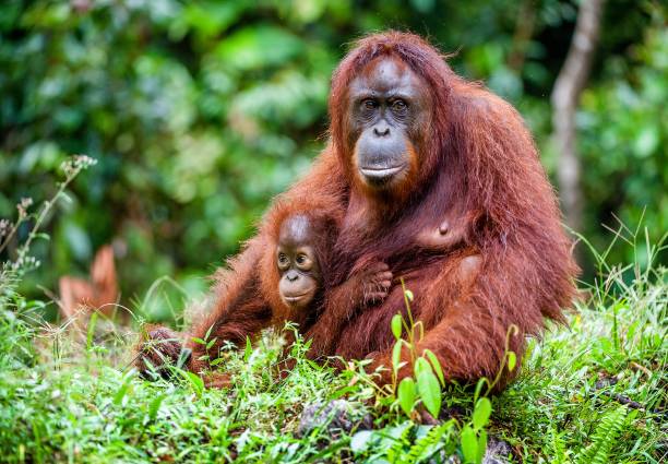 Female of the orangutan with a cub in native habitat. A female of the orangutan with a cub in a native habitat. Bornean orangutan (Pongo pygmaeus) in the wild nature.Rainforest of Island Borneo. Indonesia cute baby animals in wild stock pictures, royalty-free photos & images