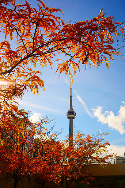 istock View of red maple tree and CN Tower 507716698
