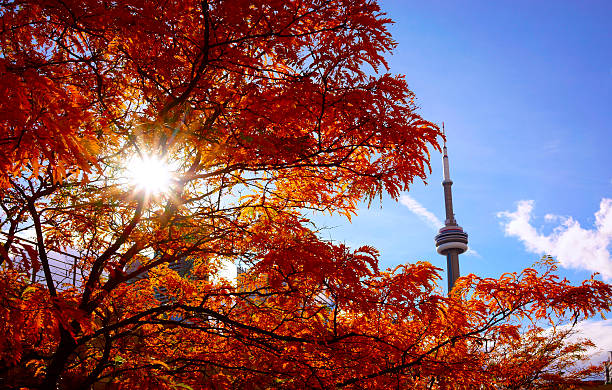 istock View of red maple tree and CN Tower 507716812