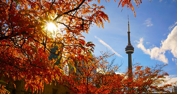 カエデの赤と cn タワー - leaf toronto autumn maple tree ストックフォトと画像