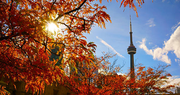 istock View of red maple tree and CN Tower 507716882