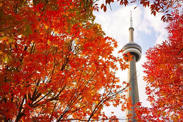 カエデの赤と cn タワー - leaf toronto autumn maple tree ストックフォトと画像