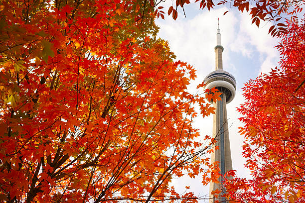 istock View of red maple tree and CN Tower 507717144
