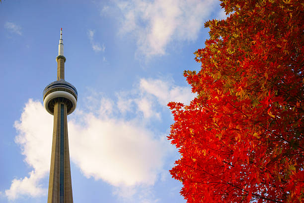 カエデの赤と cn タワー - leaf toronto autumn maple tree ストックフォトと画像