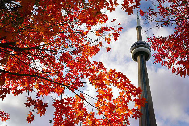 blick auf red maple tree und cn tower - canada turm stock-fotos und bilder