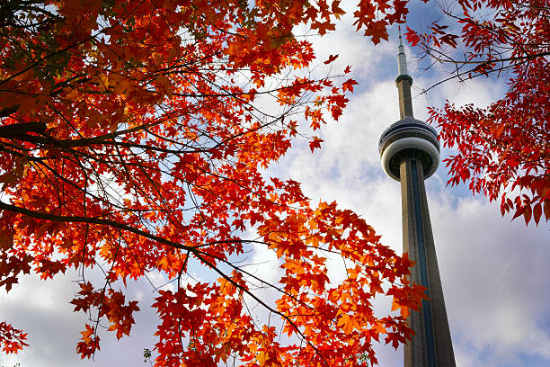 View of red maple tree and CN Tower View of red maple tree and CN Tower in autumn on October toronto stock pictures, royalty-free photos & images
