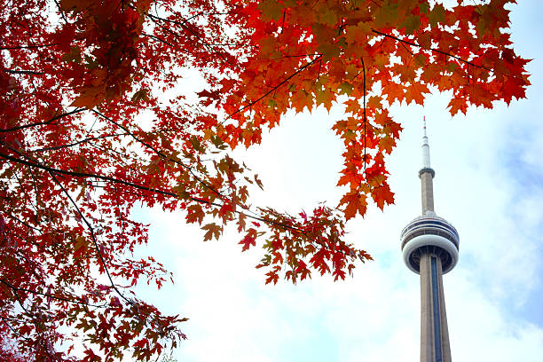 istock View of red maple tree and CN Tower 507717374