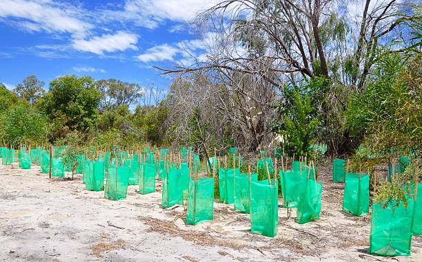istock Replanting in the Bushland 507718484