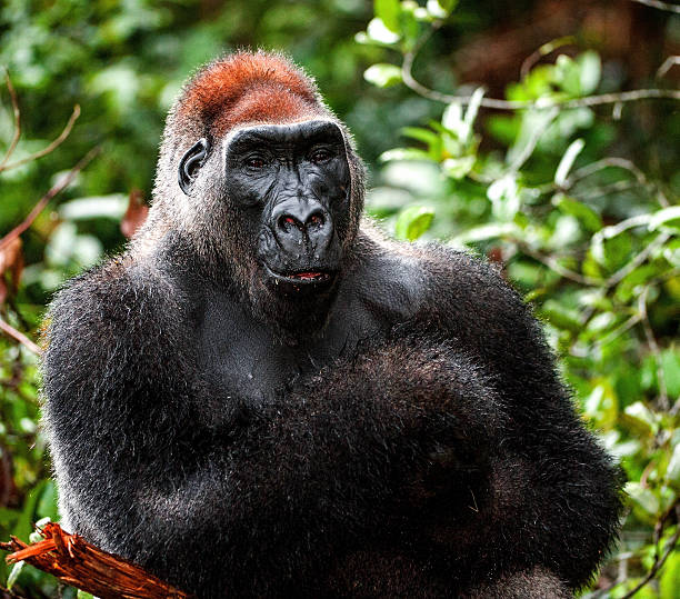 западная низмеландная горилла - gorilla west monkey wildlife стоковые фото и изображения