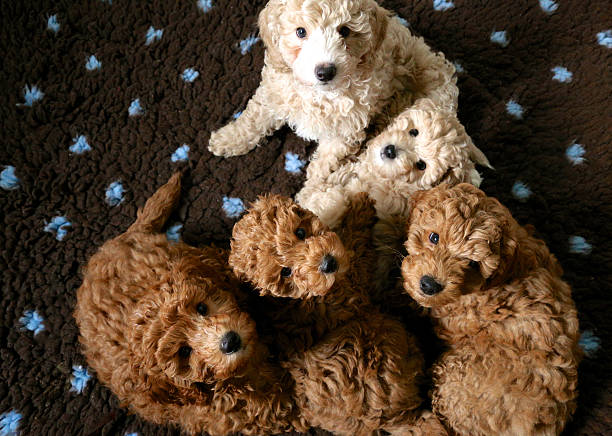 Amazing litter of dogs poodles stock photo