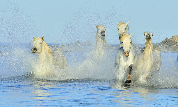 istock Herd of White Camargue Horses 507719974