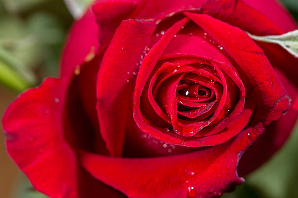 istock macro closeup view of red rose 507720578