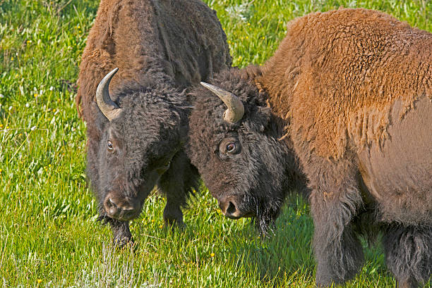 istock Young male Bison play at fighting. 507720699