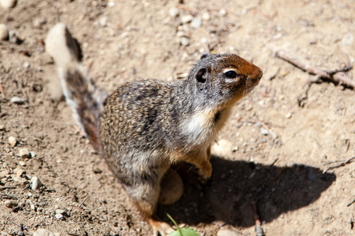 A curious Prairie Dog (Cynomys) on the alert.