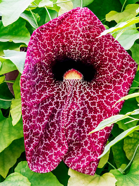 istock Aristolochia Grandiflora 507721428