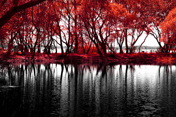 istock Lake of the Woods 507723515
