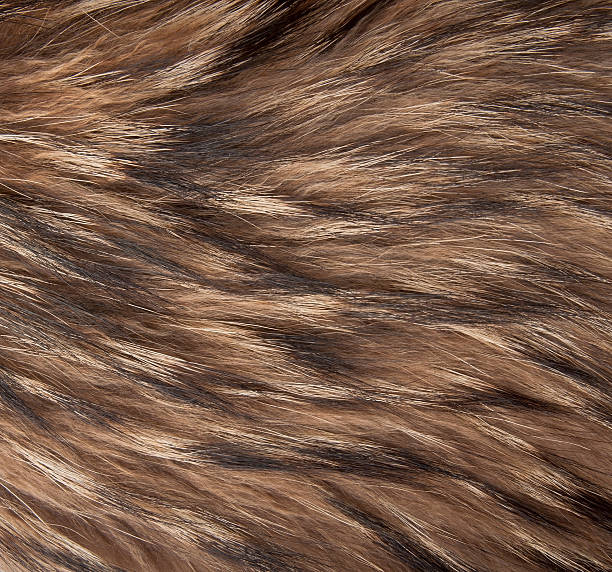 istock brown and black and white animal fell texture 507723811