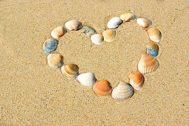 istock Heart frame made of sea shells 507723975