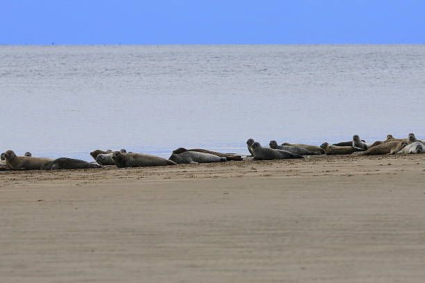 focas em koresand de areia do mar de wadden - wadden wadden sea unesco world heritage site sea - fotografias e filmes do acervo