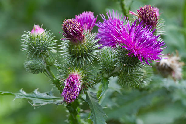 thistle blooming closeup outdoor horizontal prickly thistle blooming closeup outdoor horizontal thistle stock pictures, royalty-free photos & images