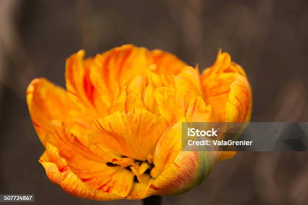 Orange And Yellow Tulip Side View Stock Photo - Download Image Now - Beauty In Nature, Close-up, Color Image