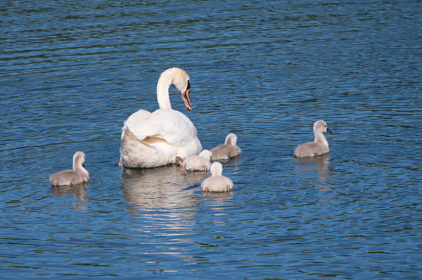 istock Mute swan and young family 507725229
