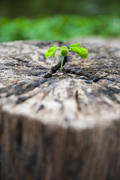 istock Green leaves with wood stump 507726773