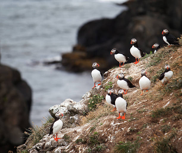 istock Puffins on Icelandic Cliff 507726939