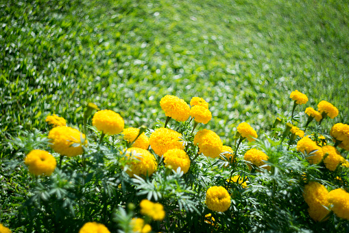 Marigold flower with swirl blur background