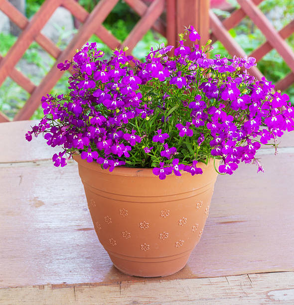 istock Purple bell flowers in beautiful sunlight 507743264