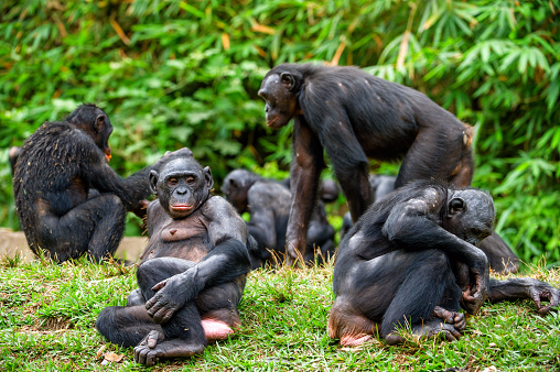 Retrato de familia de chimpancé chimpancé pigmeo photo