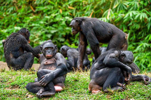 Portrait of family of a Chimpanzee bonobo ( Pan paniscus). Democratic Republic of Congo. Africa