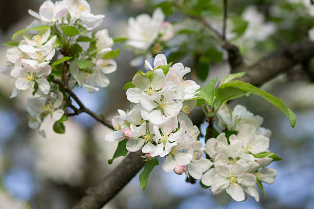 istock Blossoming apple tree twig with white flowers 507743680