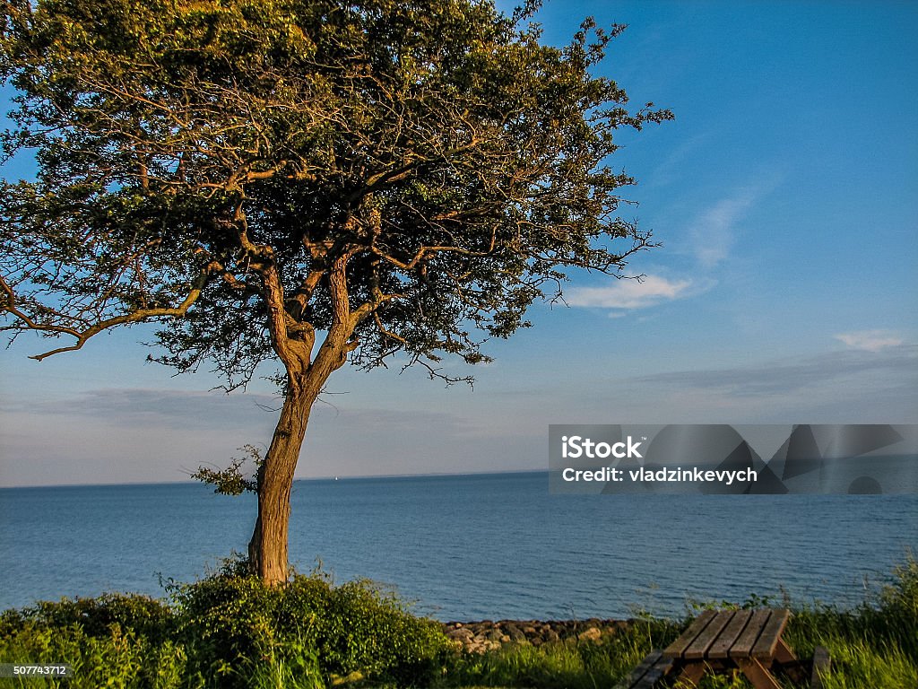Ocean Treeview Tree And Ocean Stock Photo - Download Image Now - Backgrounds, Beach ...