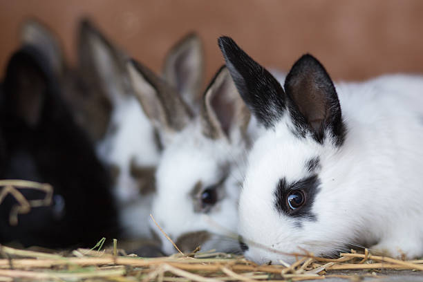 istock Young rabbits feeding straw in the cage 507744628