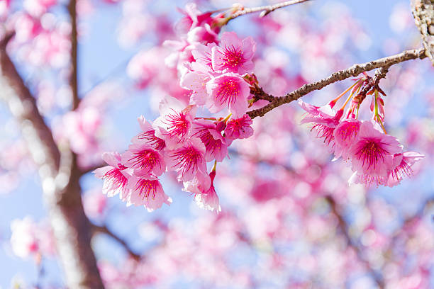 istock Thai sakura with sweet in winter at Doi Ang khang. 507744724