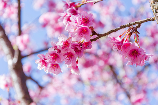 Cherry blossoms in full bloom with beautiful pink