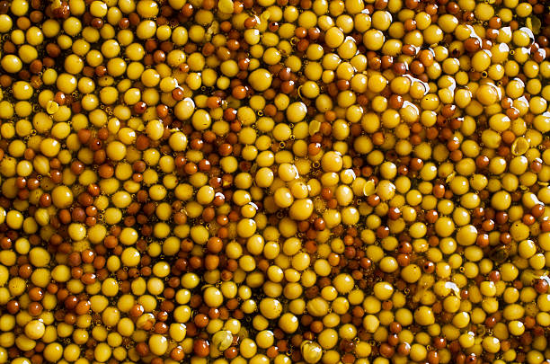Background of seeds of mustard Background of whole seeds of mustard with liquid. Selective focus. dijonnaise stock pictures, royalty-free photos & images