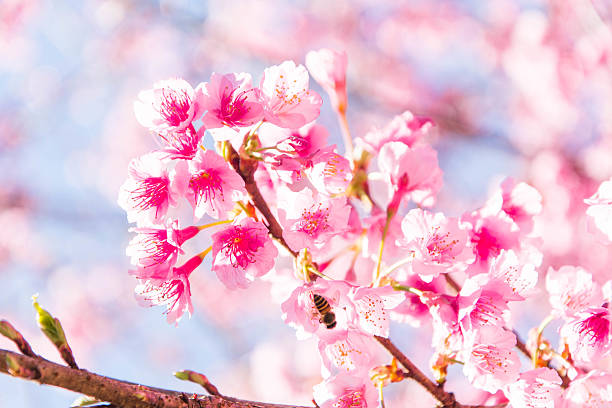 Bombo su Fiori di Ciliegio