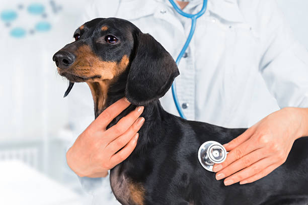 istock Veterinarian is listening dachshund 507746739