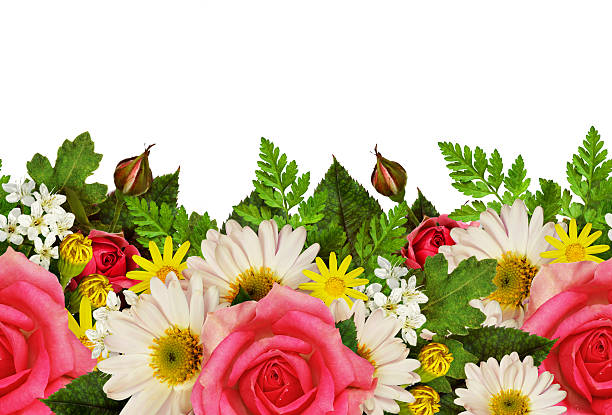 istock Rose, asters and wild flowers edge 507747054